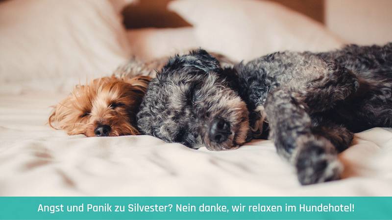 Silvester im Hundehotel
