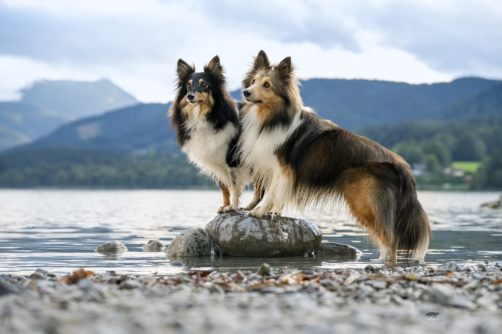 „Dahoam“-Gefühl für Zwei- & Vierbeiner - hundehotel.info