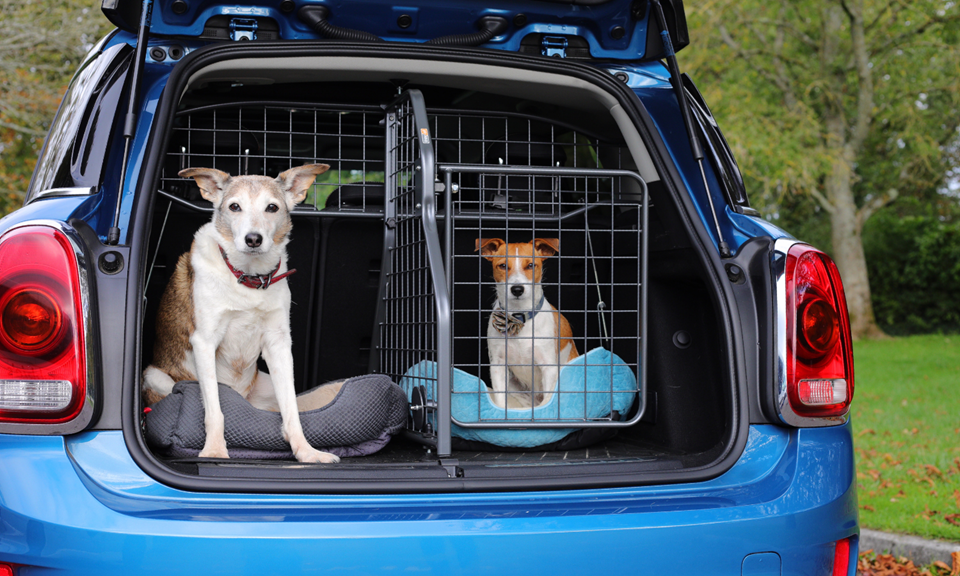 Den Hund im Auto transportieren -  Blog