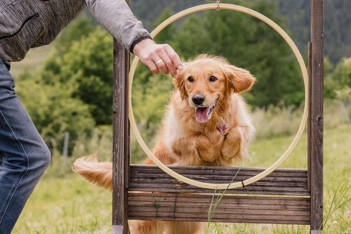 Entspannen, genießen und erleben im Hotel Bergfrieden in Fiss - hundehotel.info