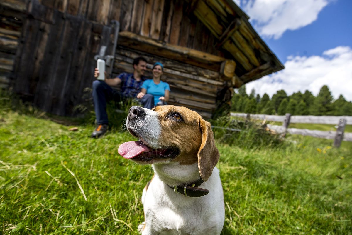 Sommerurlaub mit Hund – eure Auszeit im Sonnenhotel Adler Adults only - hundehotel.info