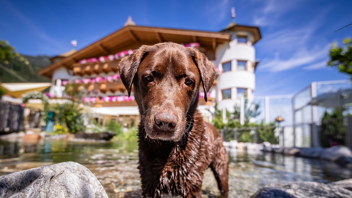 Hotel des Monats Juli: Hotel Magdalena in Ried im Zillertal - hundehotel.info