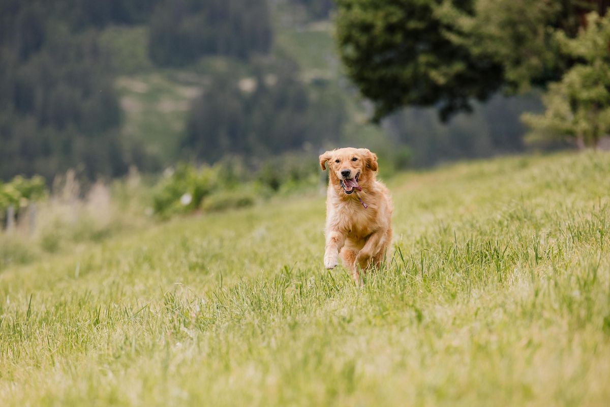 Hotel Bergfrieden Fiss