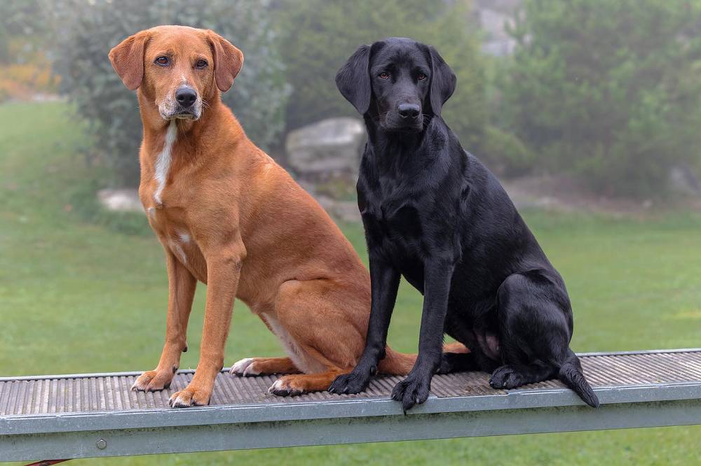 Natur-Hunde-Hotel Bergfried