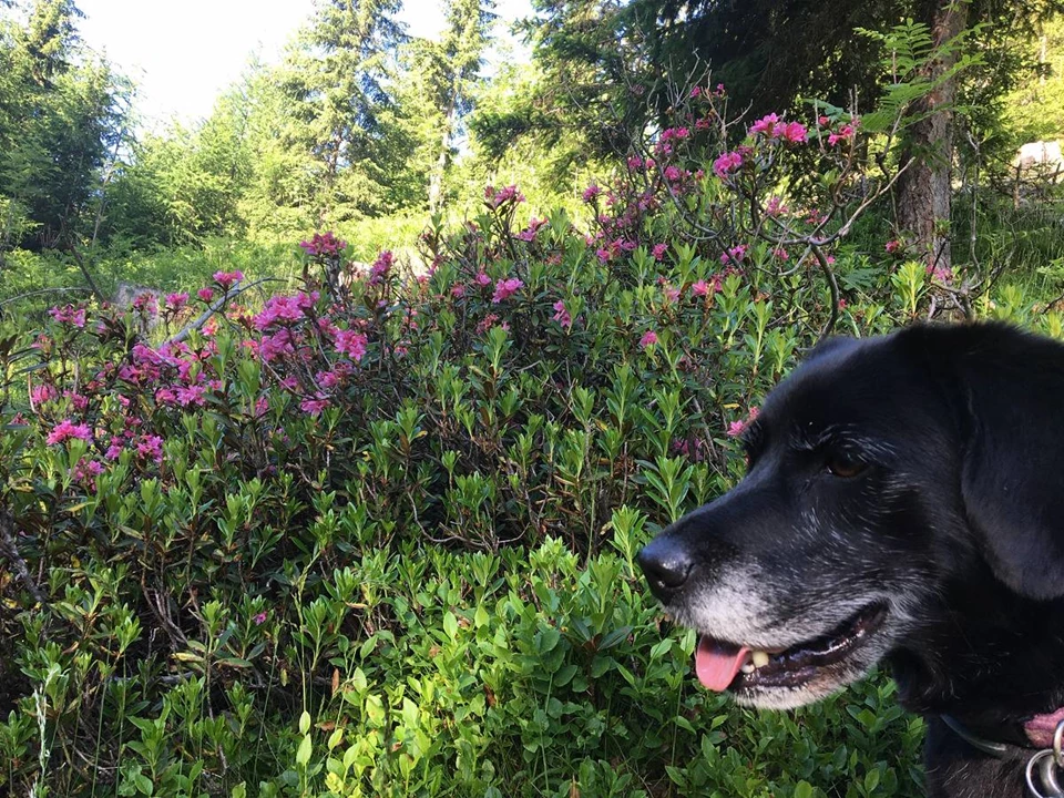 Spaziergang mit Hund in der Natur