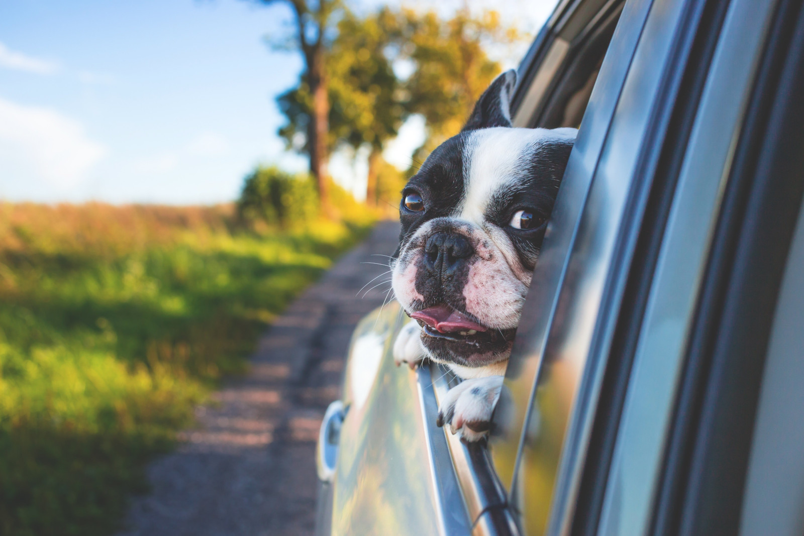 Auf vier Pfoten die Welt entdecken, so klappt’s mit der Ernährung auf Reisen - hundehotel.info