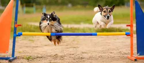 Hundesport im Urlaub