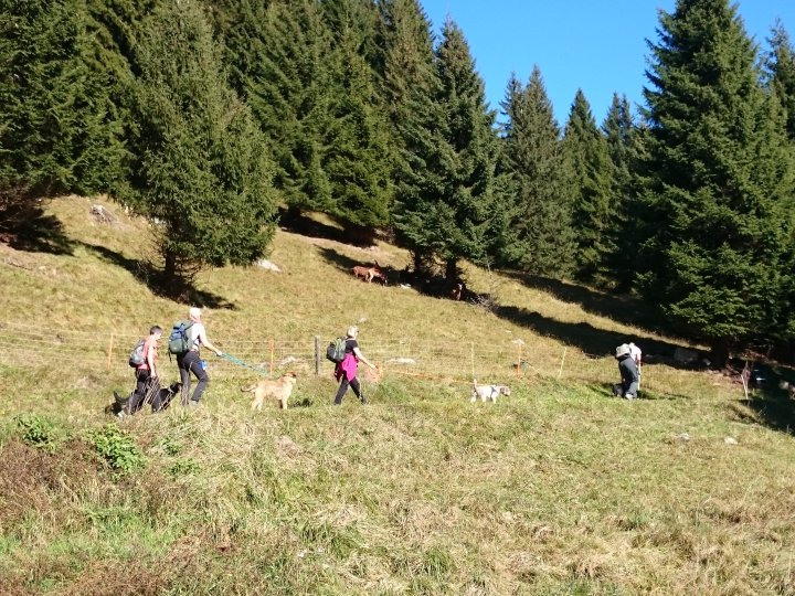 4 Pfoten-Trails - Hotel Gravas Lodge