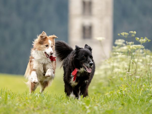 Unser bester Freund auf 4 Pfoten - entspannter Hundeurlaub - Hotel Schwarzer Adler 