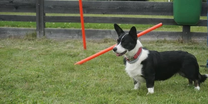 Hundehotel - Hundewiese: eingezäunt - Feld am See - Spaß auf der Hundewiese - Hotel Aloisia