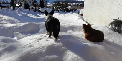 Hundehotel - Hundewiese: eingezäunt - Feld am See - Hotel Aloisia