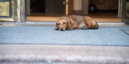 Hundehotel - Doggies: 3 Doggies - Niederösterreich - Genussvolle Plätze für unsere tierischen Freunde - Hotel & Restaurant Donauhof