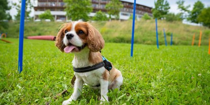 Hundehotel - Hundewiese: eingezäunt - Südburgenland - Urlaub mit Hund im Larimar - Hotel & Spa Larimar****S