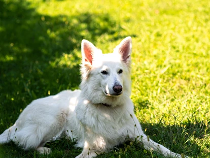 Hundehotel - Hundewiese: nicht eingezäunt - Schenna - Haushund Yuki - Hotel & Residence Der Heinrichshof