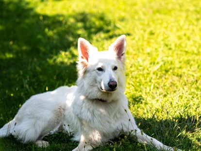 Hundehotel - Hundewiese: nicht eingezäunt - Haushund Yuki - Hotel & Residence Der Heinrichshof
