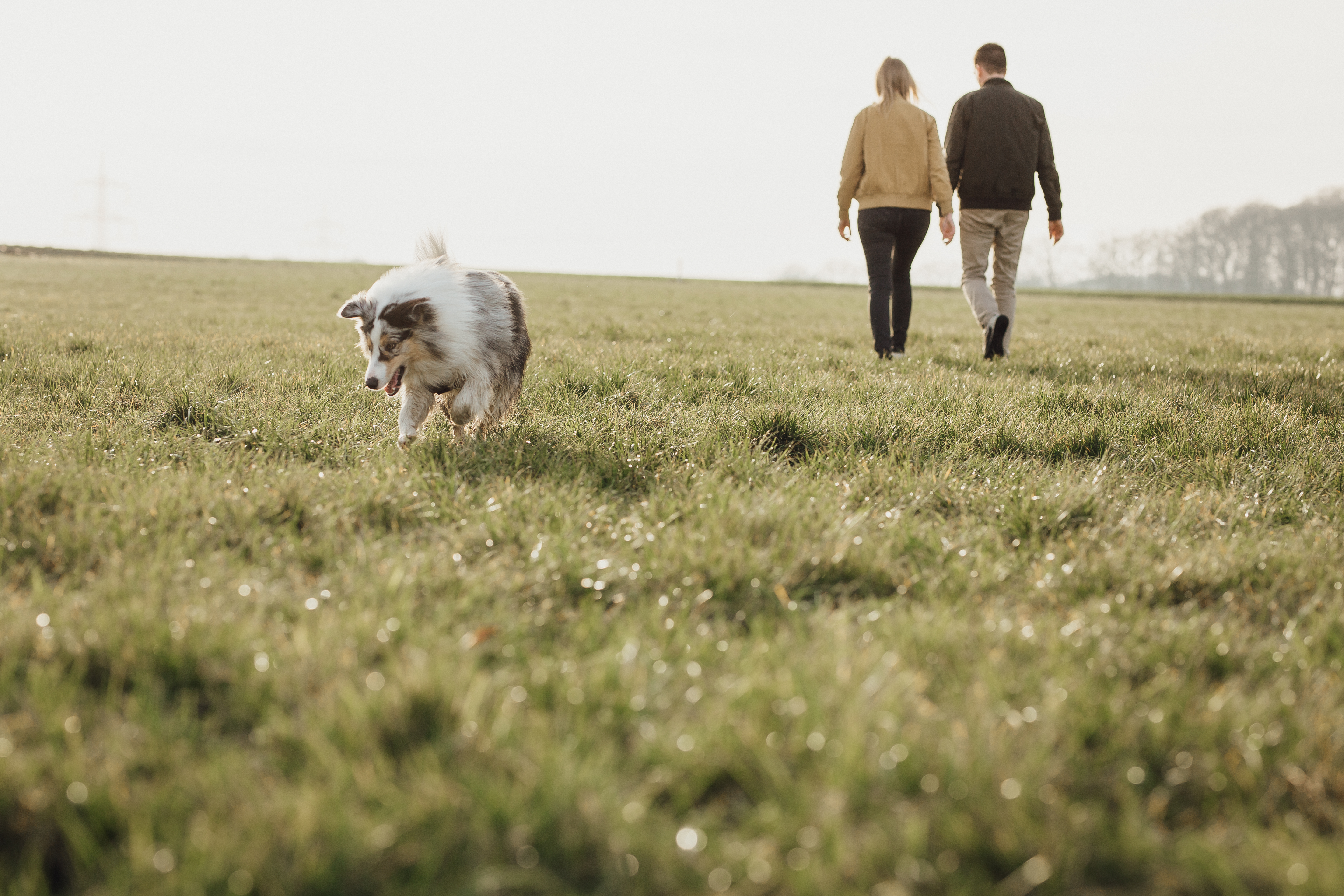 Hundehotel: Große Spielwiese hinter dem Hotel - Okelmann's | Eco Hotel & Apartement