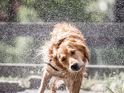 Hundehotel - Pools: Außenpool beheizt - Nach dem Baden im hoteleigenen Hundeteich einfach mal abschütteln  - Hundehotel Riederhof