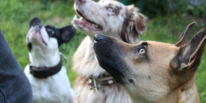 Hundehotel - Umgebungsschwerpunkt: Berg - Bayern - Pension Sonnleit´n Ihr Urlaub mit Hund 