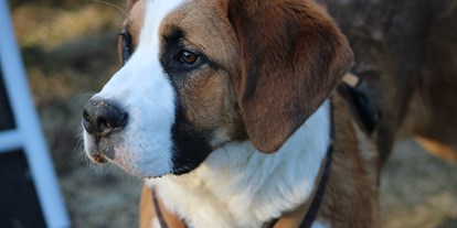 Hundehotel - Besorgung Hundefutter - Mathilda Cheffin des Hauses - Pension Sonnleit´n Ihr Urlaub mit Hund 