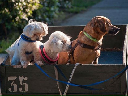 Hundehotel - Doggies: 5 Doggies - Ferrara - Feriendorf Spiaggia Romea