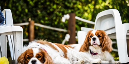 Hundehotel - Doggies: 5 Doggies - Italien - Feriendorf Spiaggia Romea