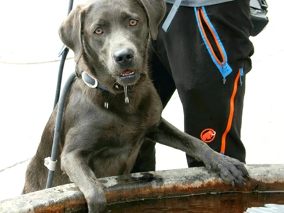 Hundehotel - Hund im Restaurant erlaubt - Sölden (Sölden) - Haushund Joya - Hotel Bergfrieden Fiss in Tirol