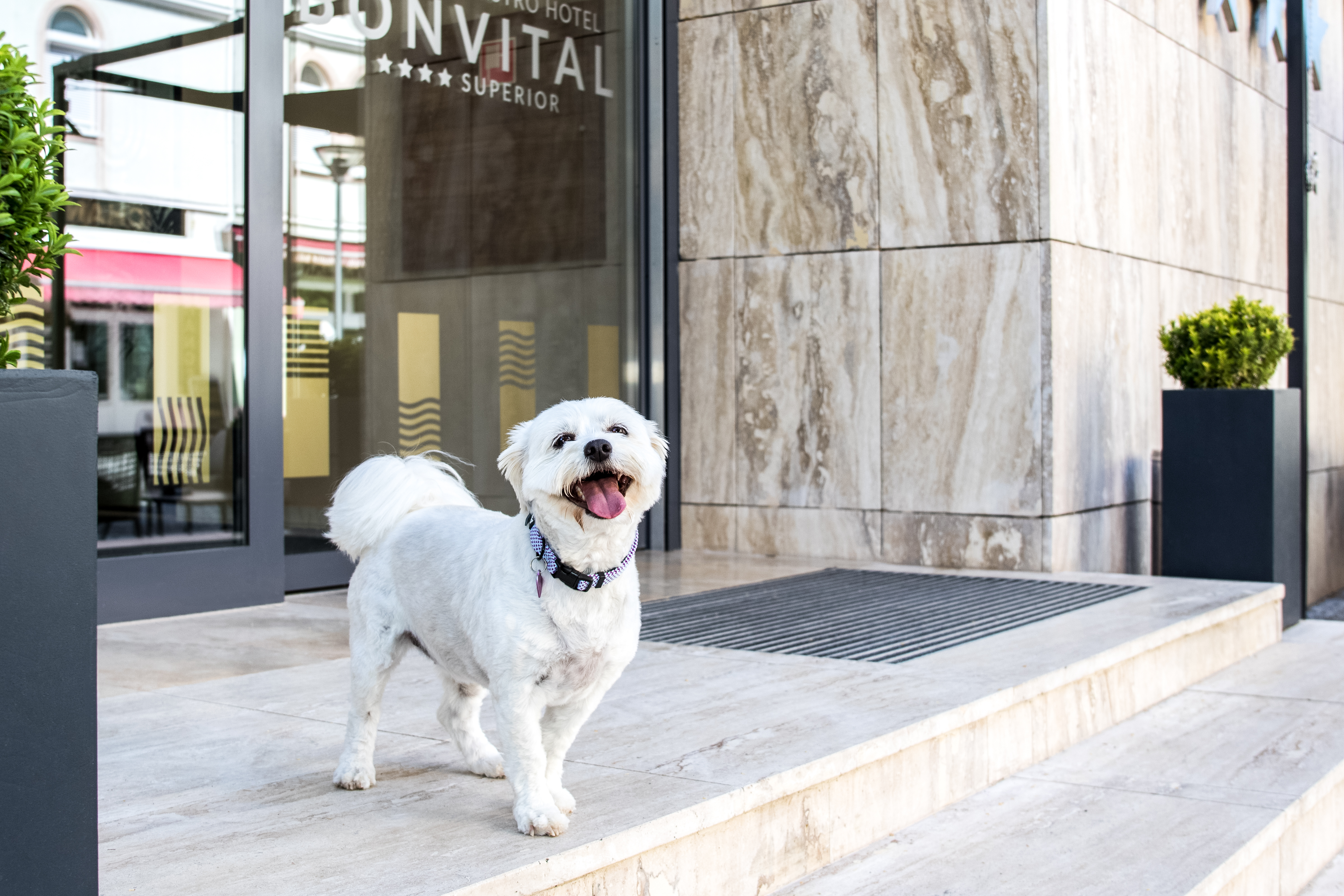 Urlaub-mit-Hund - Bonvital Wellness & Gastro Hotel****superior