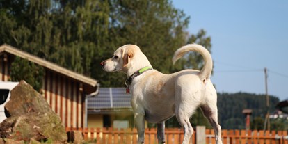 Hundehotel - Hundewiese: eingezäunt - Hohenau (Freyung-Grafenau) - Pension Wildererhof