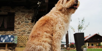 Hundehotel - Hund im Restaurant erlaubt - Haidmühle - Pension Wildererhof