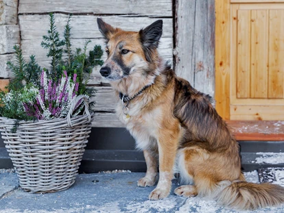 Hundehotel - Doggies: 3 Doggies - Hutterer Böden - Treuer Begleiter - Ferienhäuser Gerhart