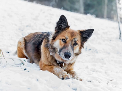 Hundehotel - Hundewiese: nicht eingezäunt - Aich (Aich) - Treuer Begleiter - Ferienhäuser Gerhart