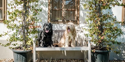 Hundehotel - Verpflegung: Halbpension - Österreich - Hunde im Garten 3 - Das Eisenberg