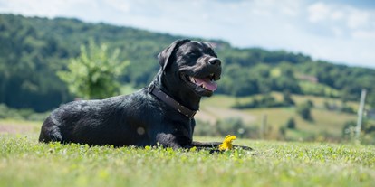 Hundehotel - Verpflegung: Halbpension - Burgenland - Hunde im Garten 5 - Das Eisenberg