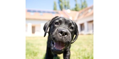 Hundehotel - Klassifizierung: 4 Sterne - Wir lieben Hunde - Das Eisenberg