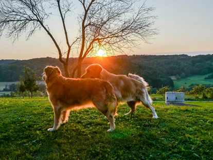 Hundehotel - Umgebungsschwerpunkt: am Land - Übersbach - Hunde im Garten - Das Eisenberg