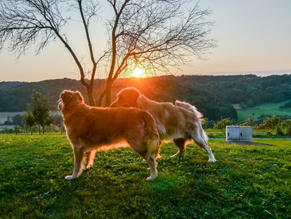 Hundehotel - Höf (Gnas) - Hunde im Garten - Das Eisenberg