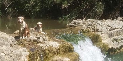 Hundehotel - Verpflegung: Frühstück - Serpiano - Hund in Fluss  Nahe - Campo di Carlo
