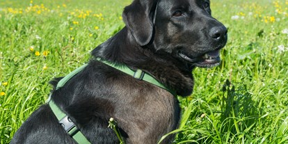 Hundehotel - Hundewiese: nicht eingezäunt - Reit im Winkl - Seimehof