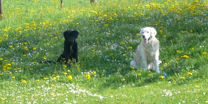 Hundehotel - Hundewiese: nicht eingezäunt - Going am Wilden Kaiser - Seimehof