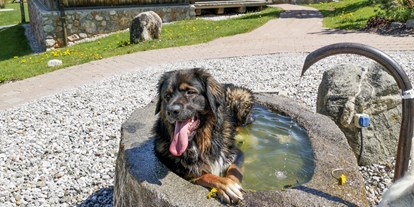 Hundehotel - Doggies: 3 Doggies - PLZ 6353 (Österreich) - Puradies Naturresort