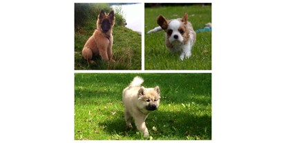 Hundehotel - Hundewiese: nicht eingezäunt - Bad Hindelang - Gäste-Hundekinder Amy, Bakyra und Benny - Das BERGESGRÜN