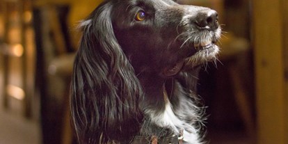 Hundehotel - Klassifizierung: 5 Sterne - Diva liebt uns - und wir lieben Diva und alle unsere Gästehunde - Das BERGESGRÜN