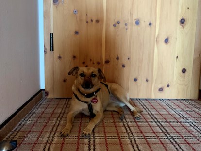 Hundehotel - Hundewiese: nicht eingezäunt - Mitteregg (Berwang) - Inntalerhof - DAS Panoramahotel