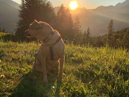 Hundehotel - Besorgung Hundefutter - Garmisch-Partenkirchen - Inntalerhof - DAS Panoramahotel