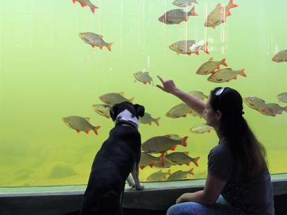 Hundehotel - Hundewiese: eingezäunt - Plau am See - Familienhotel am Tierpark