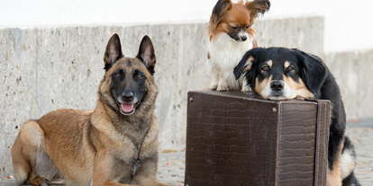 Hundehotel - Besorgung Hundefutter - Hunde im Urlaub - Hundesporthotel Wolf