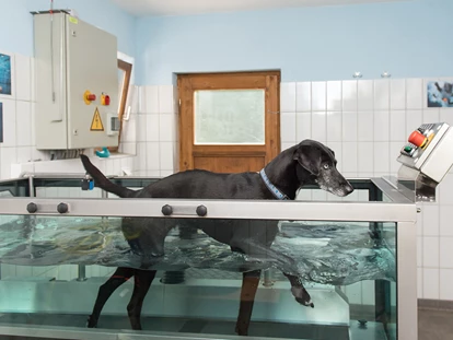 Hundehotel - Pools: Außenpool nicht beheizt - Telfs - Unterwasserlaufband für den Hund - Hundesporthotel Wolf