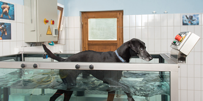 Hundehotel - Trink-/Fressnapf: im Zimmer - PLZ 6105 (Österreich) - Unterwasserlaufband für den Hund - Hundesporthotel Wolf