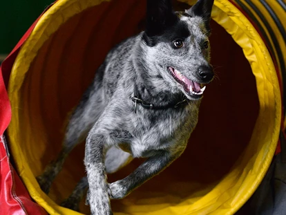 Hundehotel - Trink-/Fressnapf: an der Rezeption - Stötten am Auerberg - Agility-Parcours in der Hundesporthalle - Hundesporthotel Wolf
