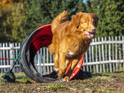 Hundehotel - Hundewiese: eingezäunt - Kandlschlag - Beim Agility - Hunderesort Waldeck